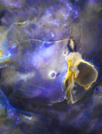 nature artworks for sale