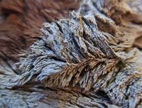 tree wall art for the home