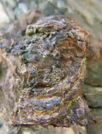 tree artwork for walls of the home