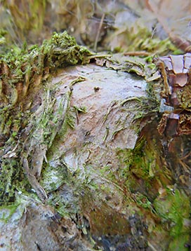 tree art for walls