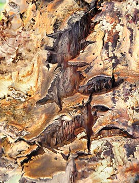 tree art for walls