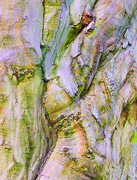 tree art for walls