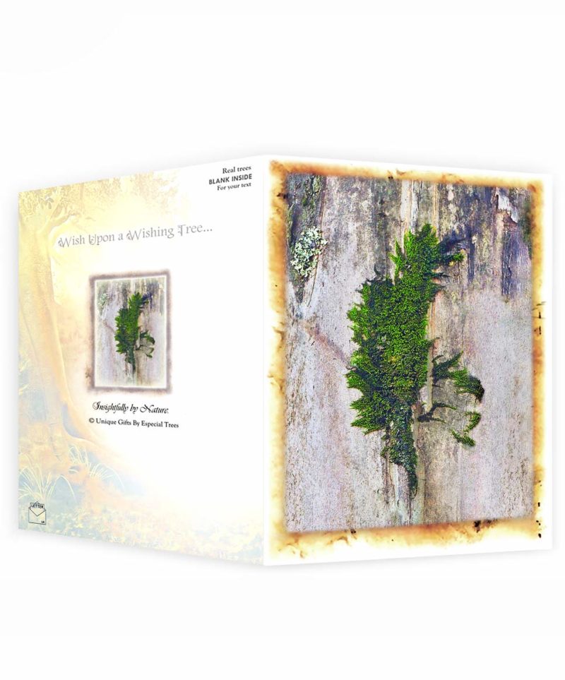 trees greeting cards