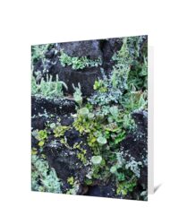 Trees Greeting Cards