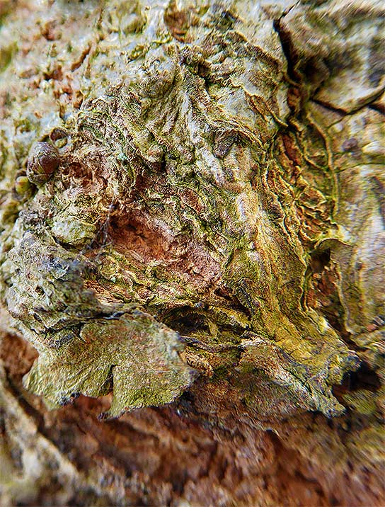 tree-art-framed-for-walls-decor