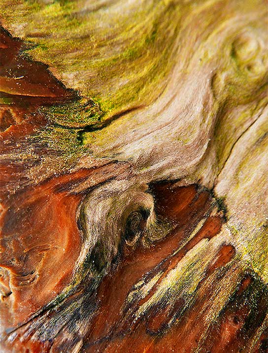 Tree Art Acrylic Block