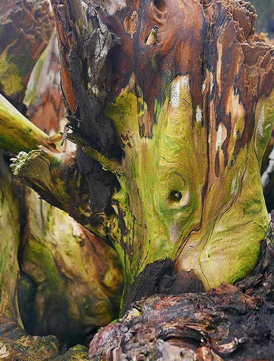 Tree Art Acrylic Block