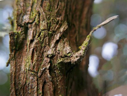 tree art image