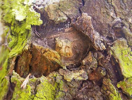 trees artwork