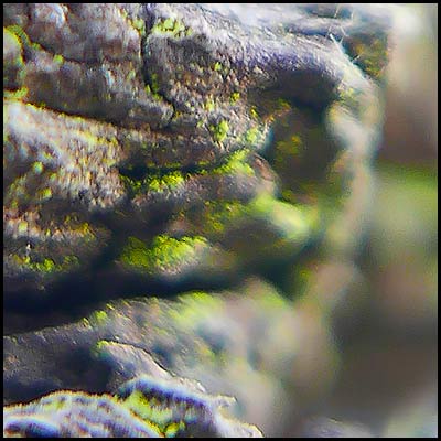 tree-artwork-detail-preview