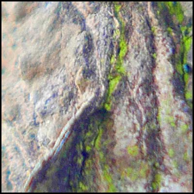 tree-artwork-detail-preview