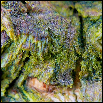 tree-artwork-detail-preview