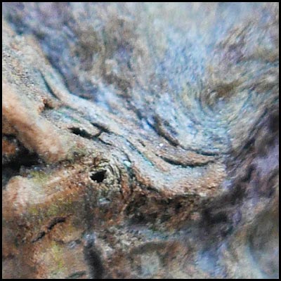 tree-artwork-detail-preview