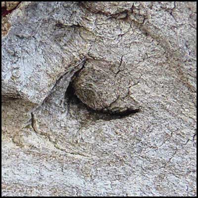tree-artwork-detail-preview