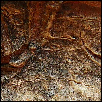 tree-artwork-detail-preview