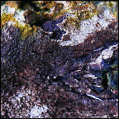tree-artwork-detail-preview