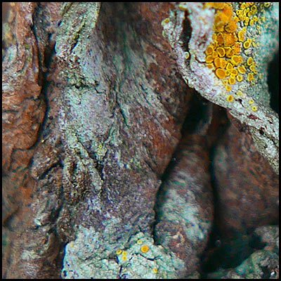 tree-artwork-detail-preview