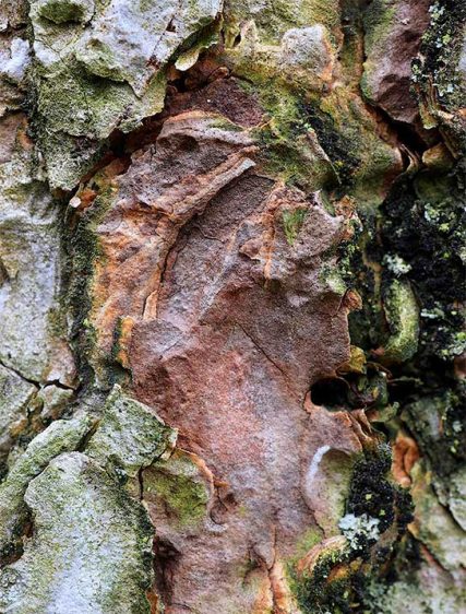 Trees Art