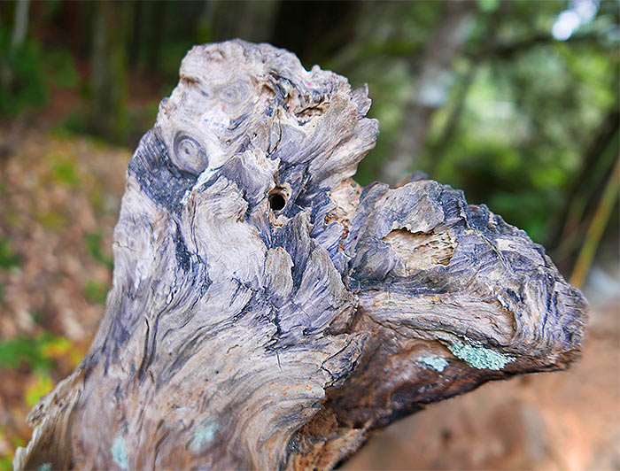 tree-art-for-walls-canvas-decoration