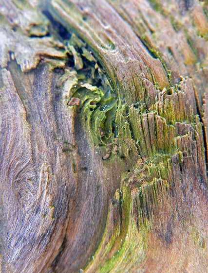 trees wall art