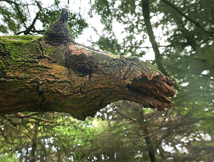 tree art