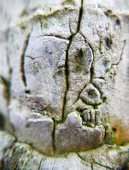 tree-artwork-detail-preview