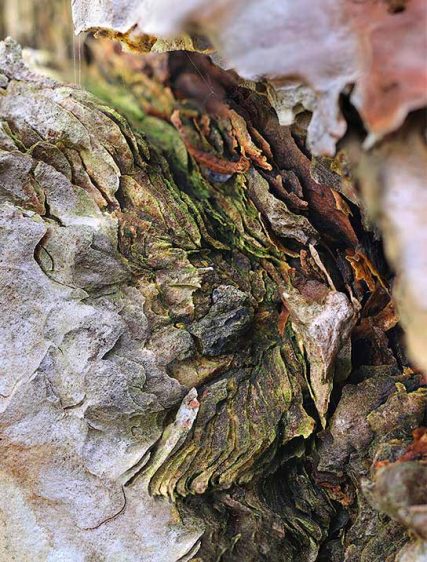 Trees Art For Walls Home Decor