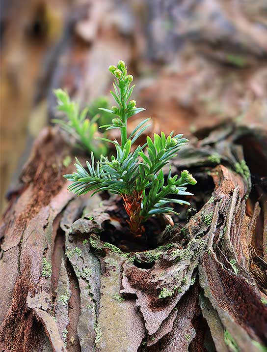 tree-art-for-walls-canvas-decoration