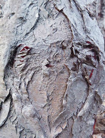 trees art