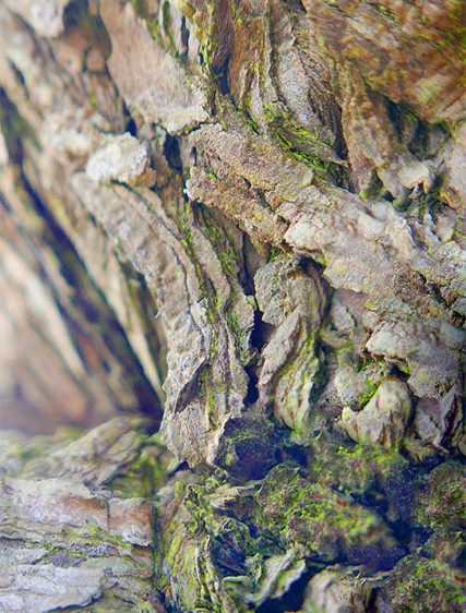 trees art decor
