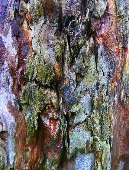 Tree art
