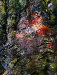 tree art prints for sale