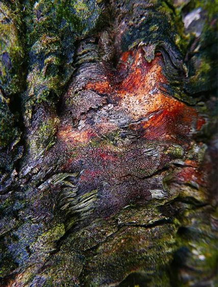 tree art prints for sale