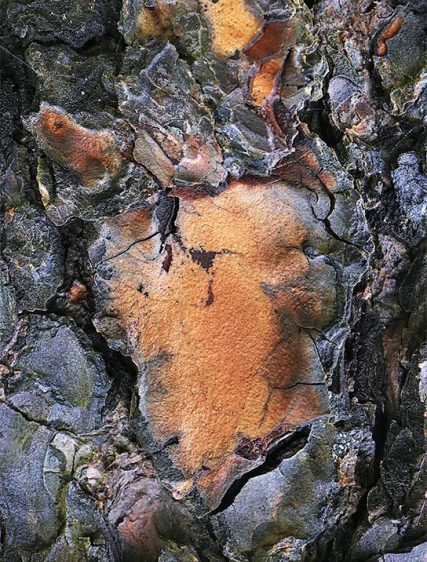 Trees Art For Walls