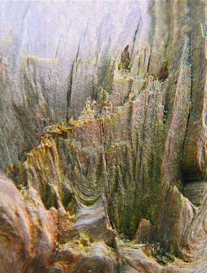 trees art