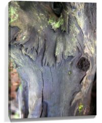 trees wall art for sale