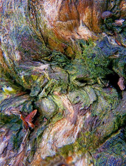 trees art fro sale