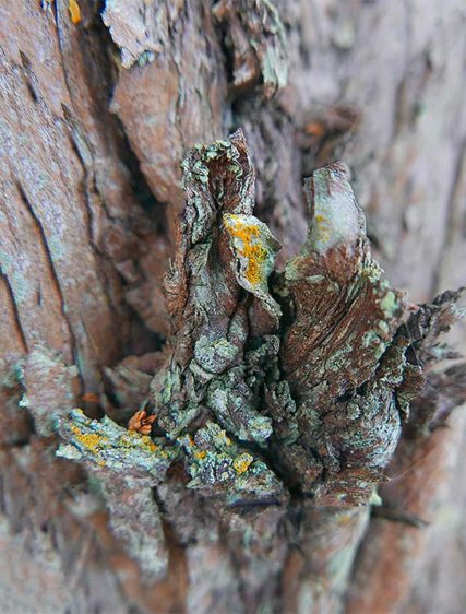 tree art
