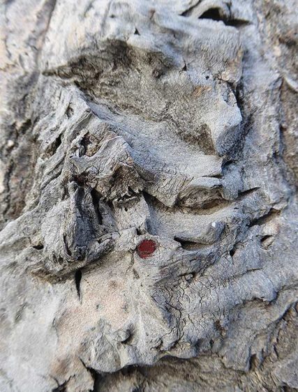 tree art