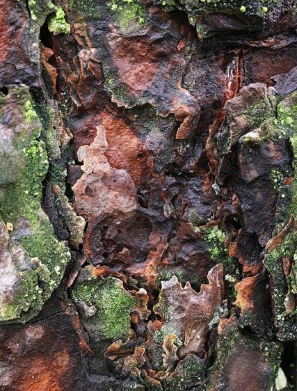 Trees Art Images