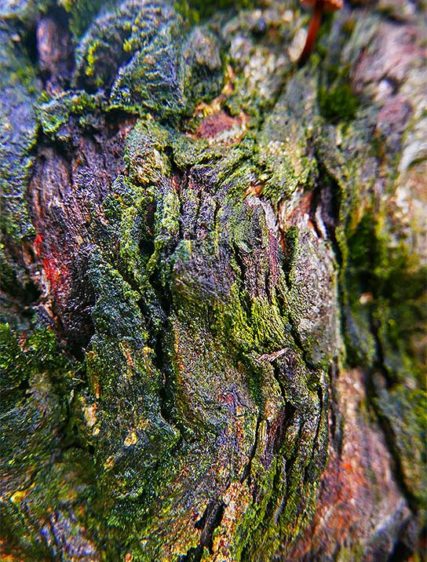 trees art