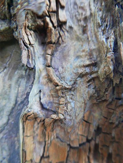 trees art decor