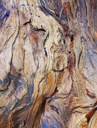 trees art decor for sale