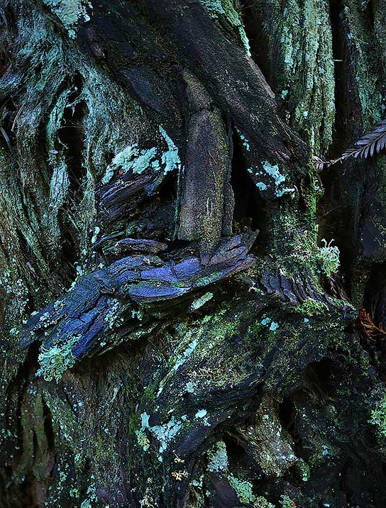 tree-artwork-detail-preview
