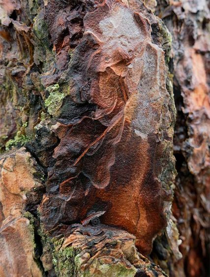 Trees Art Prints