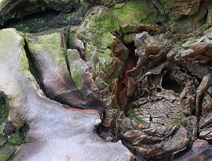 Trees Art Prints