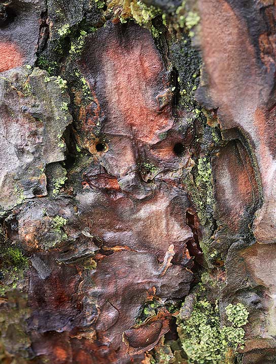 Tree Art Acrylic Block