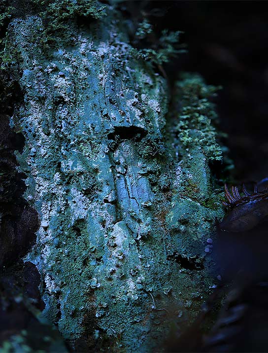 tree-art-framed-for-walls-decor