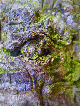 trees art print