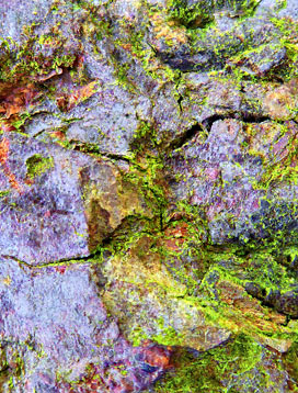 tree artwork
